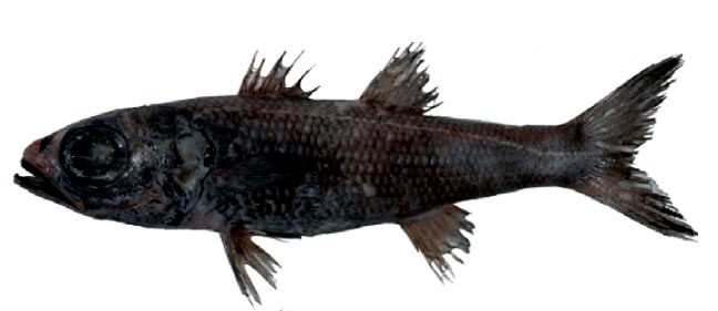 Epigonus telescopus_08